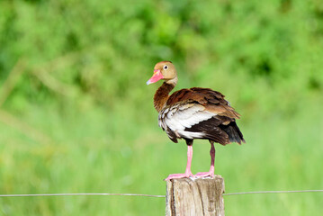 fotos de natureza pantanal brasil