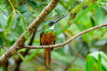 fotos de natureza pantanal brasil