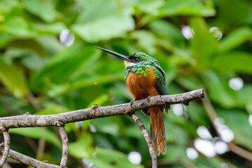 fotos de natureza pantanal brasil