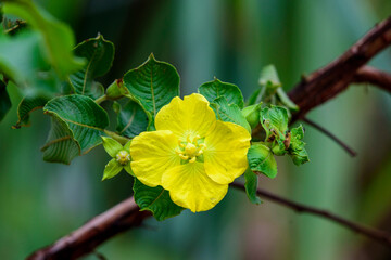 fotos de natureza pantanal brasil