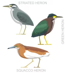 Raamstickers Reiger Cute Bird Green Striated Squacco Heron Set Cartoon Vector 