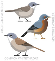 Cute Bird Whitethroat Warbler Set Cartoon Vector
