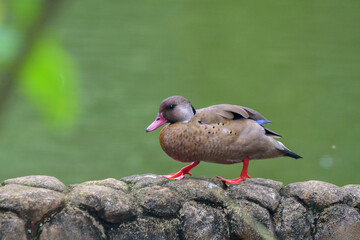 fotos de natureza pantanal brasil