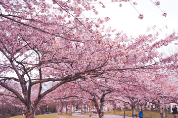  Cherry blossom trees in Vancouver Canada 