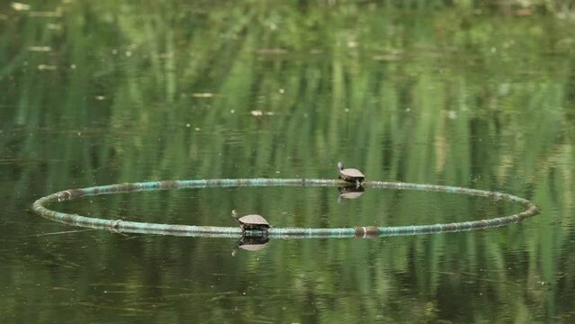 Two little Reeves' Turtles lying on the peaceful lake enjoying the sun shine, 4k slow motion footage.