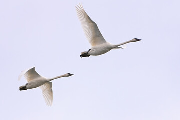A pair of migratory Trumpeter Swans (Cygnus buccinator) fly over Alaska.