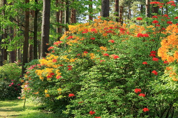 red and yellow flowers
