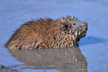 A muddy-faced Muskrat (Ondatra zibethicus) takes a spa day at Reflections Lake, Alaska.