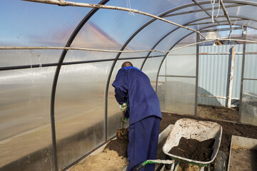 A man works in a vegetable garden in early spring.  Digs the ground.   Working in a greenhouse