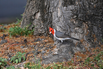 A Red-crested Cardinal (Paroaria coronata) searching for food on the ground near Honolulu, Hawaii.