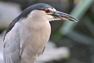 A Black-crowned Night-Heron (Nycticorax nycticorax) licks its bill after eating a small fish near Honolulu, Hawaii.