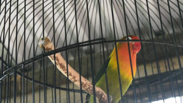 A blue lovebird perched on a bamboo slat in a cage. Bird kiss,Love
