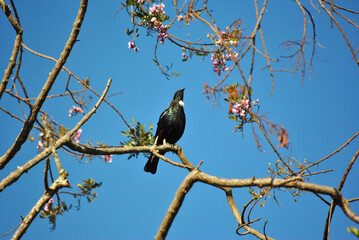 Tui singing on branch, New Zealand