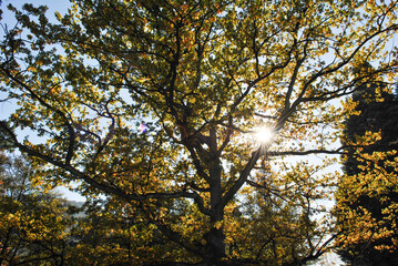 Sun through autumn leaves 