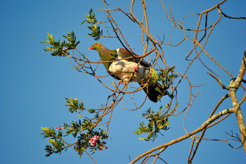Kereru in tree, New Zealand