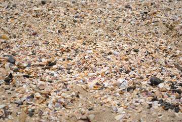Shells on the beach