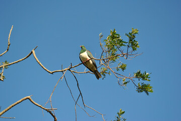 Kereru on a tree branch, native pigeon, New Zealand