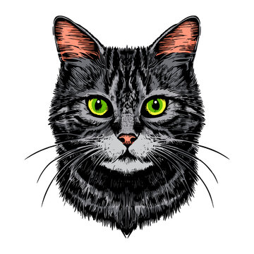 Hand drawn cat vector illustration. Cute grey cat drawing. Realistic cat drawing. Grey striped cat head. Cute kitten illustration. For print, poster, postcard, sticker, tattoo, t-shirt, street wear