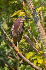 Green heron perched on a tree branch