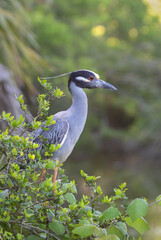 Yellow crowned night heron perched on a tree