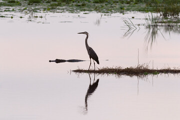 Dawn guardians of Brazos Bend State Park, Texas, USA
