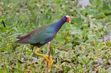 The purple gallinule (Porphyrio martinicus) at Brazos Bend State Park