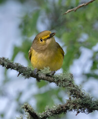 White-eyed vireo (Vireo griseus) 
