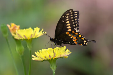 Eastern Black Swallowtail butterfly (Papilio polyxenes) , Brazos Bend State Park, Texas