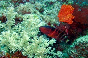 tropical coral reef