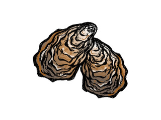 Oysters vector icon on white background. Isolated illustration of an oyster shell. A seafood delicacy. Sketch of food. Fresh sea clam in the shell. Hand-drawn marine animal. Bivalve molluscs.