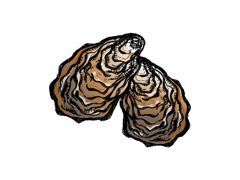 oysters brown shells sketch style clip art preview