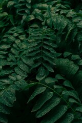 fern leaf background