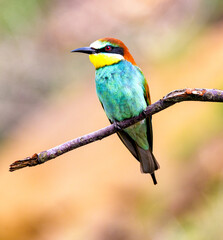 bee-eater perched on a branch