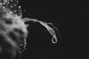 Ant 