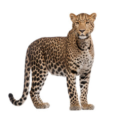 leopard in front of white background