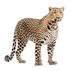 Obraz premium leopard in front of white background
