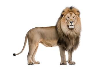 lion panthera leo 8 old