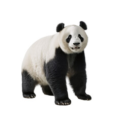 panda bear isolated on white
