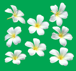 Fototapeta na wymiar frangipani flowers, beautiful, isolates on a green background