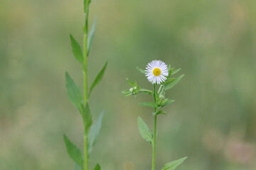 A small white flower found by the roadside. daisy fleabane