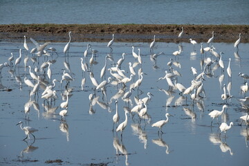 Great egrets in paddy field