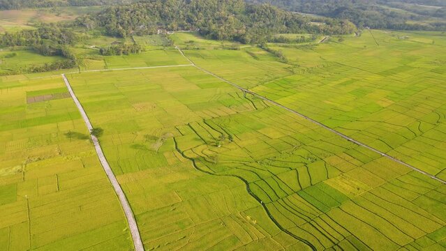 Circular drone footage of the green rice fields of Nanggulan in the valleys of Yogyakarta in Indonesia