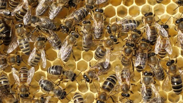 Colony life of honey bees.
The frame includes larvae of developing insects delivered to the hive. 