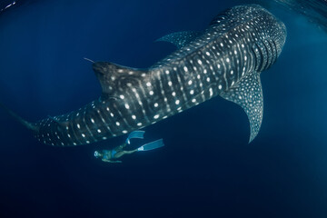 Obraz premium Whale shark and woman in deep ocean. Shark swimming underwater and beautiful lady at the deep