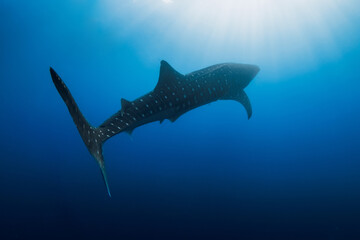 Whale shark in deep ocean. Silhouette of giant shark swimming underwater