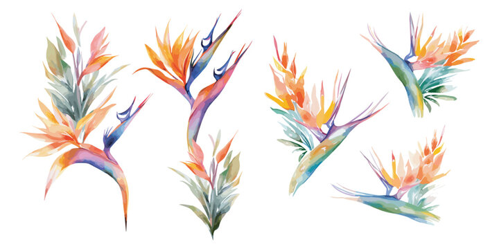 watercolor bird of paradise clipart for graphic resources