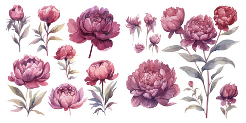 watercolor burgundy peony clipart for graphic resources - obrazy, fototapety, plakaty