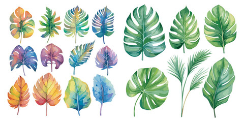 watercolor monstera clipart for graphic resources