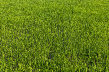 Rice seedlings growing in paddy field for transplantation.