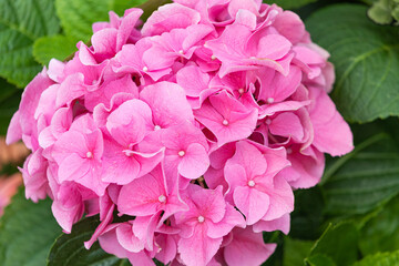 Hydrangea in full bloom in the park flower bed. pink petals
